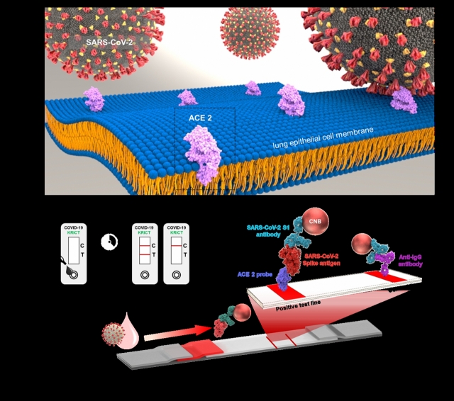 코로나19 바이러스 인체 감염 수용체인 ACE2와 항체 세트를 이용한 코로나19 항원 면역진단 기술.