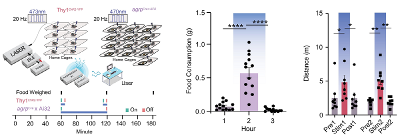 인터넷 원격 스케줄링 기능을 이용한 완전 자동화된 뇌 신경회로 제어를 통한 대규모 고효율 동물 행동 실험. [사진=KAIST]