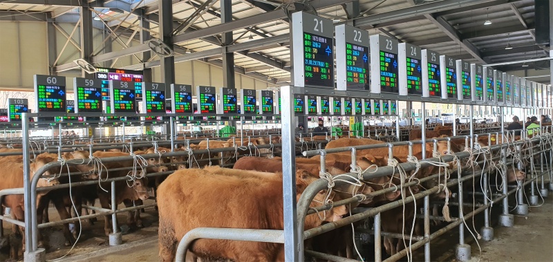개체별로 설치된 모니터를 통해 가축의 정보와 경매 현황을 실시간으로 확인할 수 있다. [사진=경북도]