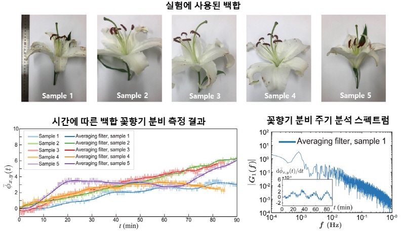 실험에 사용된 백합과 꽃향기 분비 측정 결과. [출처=KAIST]