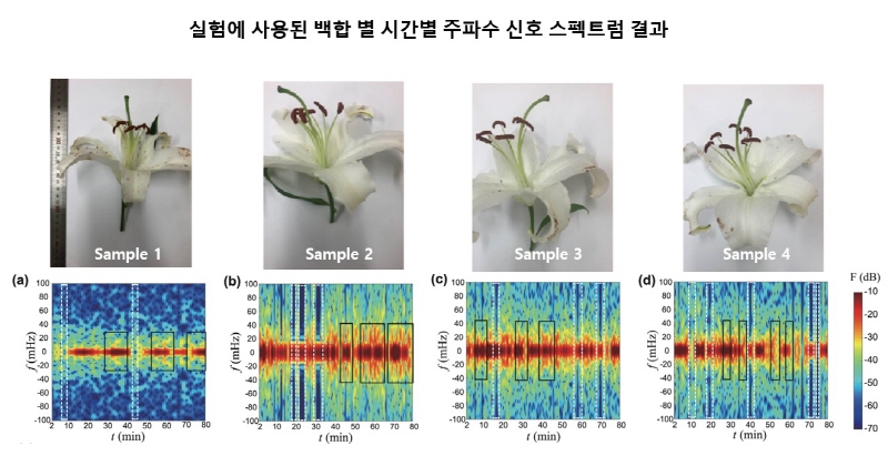 실험에 사용된 백합들의 시간별 주파수 신호 스펙트럼 결과. [출처=KAIST]