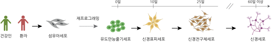 건강한 기증자와 파킨슨병 환자로부터 얻은 섬유아세포는 줄기세포로 역분화된 후, 일련의 과정을 거쳐 신경세포로 분화된다. [출처=KAIST]