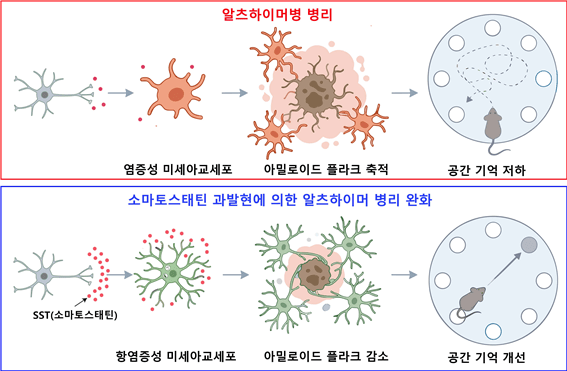 소마토스타틴에 의한 미세아교세포 조절 및 알츠하이머병 병리 완화